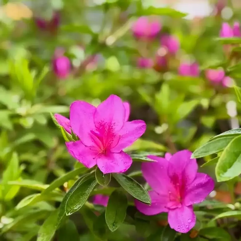 武蔵小杉のProgressで志賀高原ビール×パシフィックブルーイングのWタップテイク