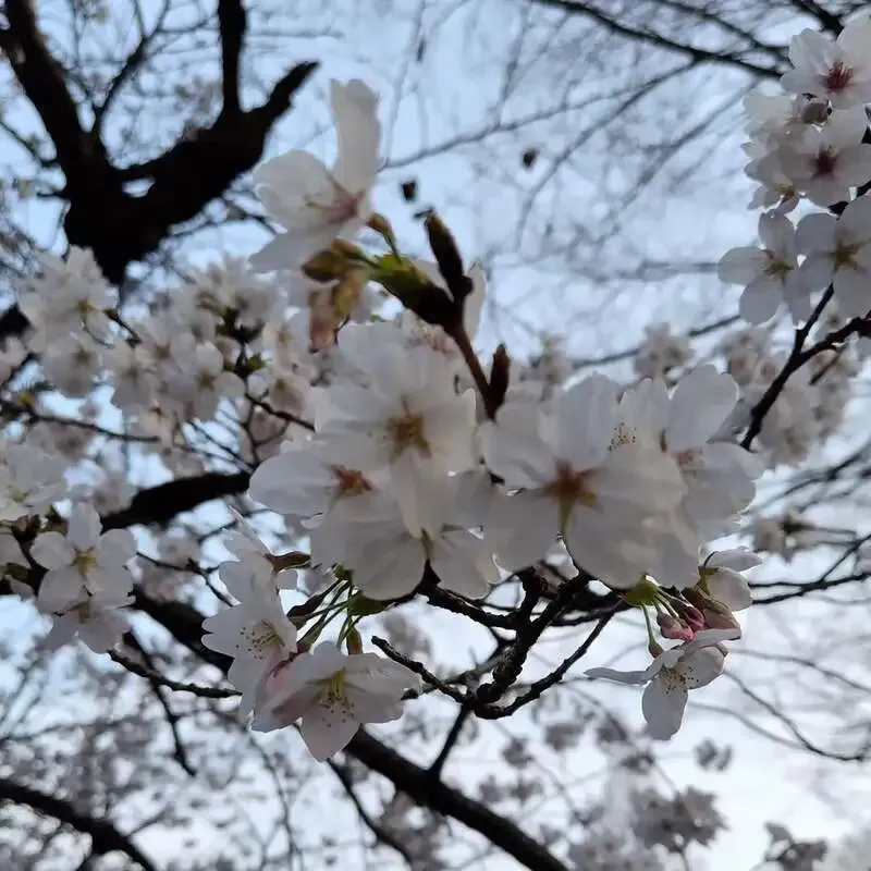 岡山市のCRAFT Rainbowが開店告知　5種のタップラインナップを案内