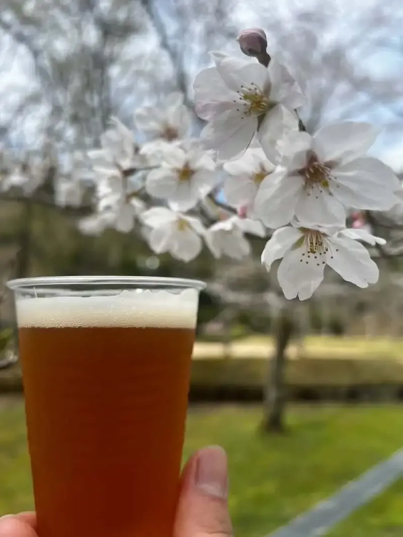 丹波篠山ジグザグブルワリー、黒豆の風味を生かした「桜と黒豆ブラウンエール」を紹介